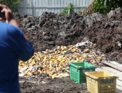 Bea Cukai Bersama Denpom Pekanbaru Gagalkan Penyelundupan 1.400 Keranjang Mangga Thailand