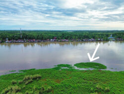 Warganya Diterkam Buaya, Pemkab Aceh Singkil Masih Anteng-anteng Saja