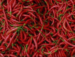Harga Cabai Merah Rp 80 Ribu per Kg di Aceh