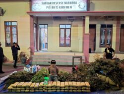 Polres Bireuen Ungkap Kasus Narkotika, Amankan 154 Kg Ganja