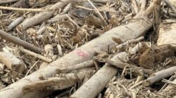 Aceh di Ujung Krisis Lingkungan: Catatan Akhir Tahun 2025