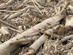 Aceh di Ujung Krisis Lingkungan: Catatan Akhir Tahun 2025