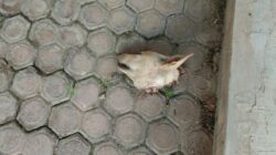 Kader PDI-P Palti Hutabarat Diteror Bangkai Kepala Anjing