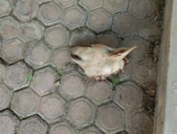 Kader PDI-P Palti Hutabarat Diteror Bangkai Kepala Anjing