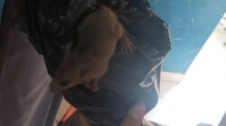 Geger! Tikus Nyelonong ke Boks MBG, Sebagian Sudah Terlanjur Dimakan Siswa