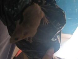 Geger! Tikus Nyelonong ke Boks MBG, Sebagian Sudah Terlanjur Dimakan Siswa