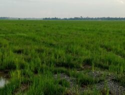 Delapan Bulan Pascabanjir, Ribuan Hektare Sawah di Aceh Utara Masih Terbengkalai