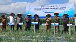 Distanbun Aceh Mulai Pilot Project Rotasi Tanaman Bawang di Lahan Bekas Bencana Pidie Jaya
