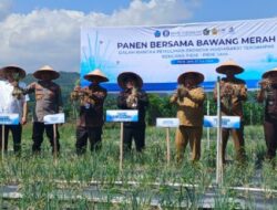 Distanbun Aceh Mulai Pilot Project Rotasi Tanaman Bawang di Lahan Bekas Bencana Pidie Jaya