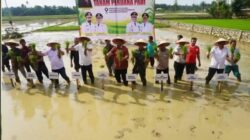 Sekda Aceh Pimpin Tanam Padi Perdana Pascabencana; Jaga Stabilitas Pangan Tetap Aman