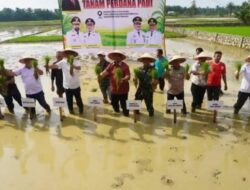 Sekda Aceh Pimpin Tanam Padi Perdana Pascabencana; Jaga Stabilitas Pangan Tetap Aman